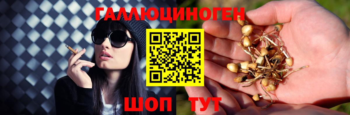 Псилоцибиновые грибы Psilocybine cubensis  Вход с VPN  Новочебоксарск 